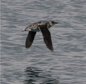 Kittlittz’s murrelets forage in iceberg-strewn waters near tidewater glaciers.