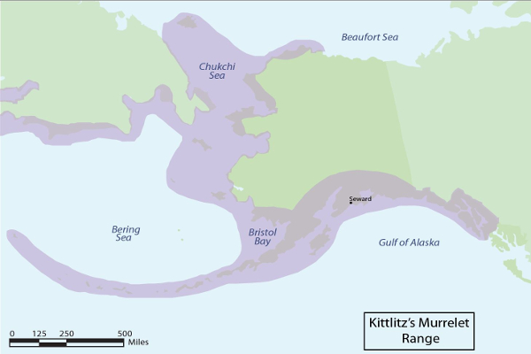 A range map for the Kittlitz’s Murrelet from the Alaska Department of Fish and Game.