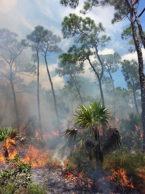 Underbrush burning.