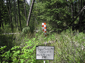 Area with thick vegetation and leaning trees. Area with thick vegetation and leaning trees.