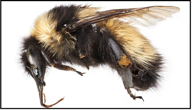 close up of new species, Bombus kluanensis