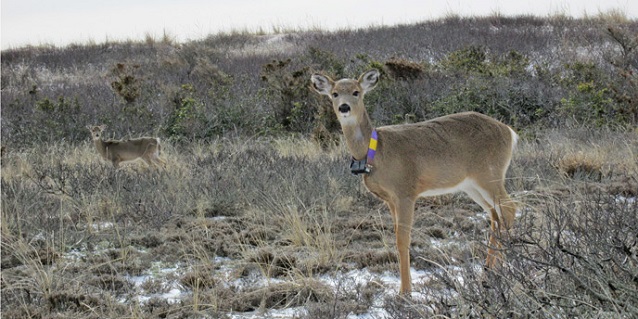 A female white-tailed deer with a GPS-enabled radio tracking collar on Fire Island. 