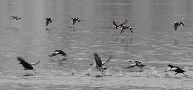 Birds flying over water