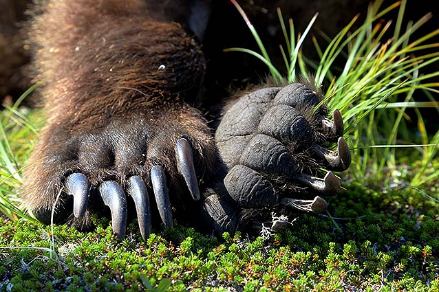 10 Brown bear claws