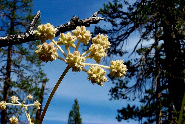 9 Sphenociadium (aka Ranger’s Button) blooming