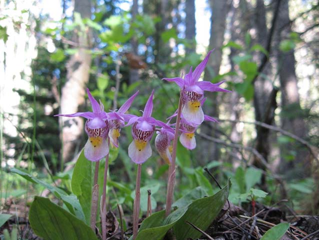 6 Calypso orchids