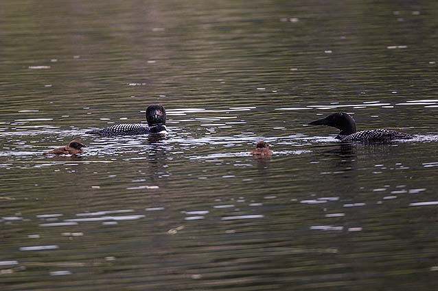 4 Loons a swimming at Acadia National Park