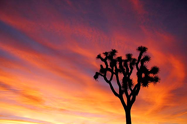  One Joshua Tree at sunset in Joshua Tree National Park