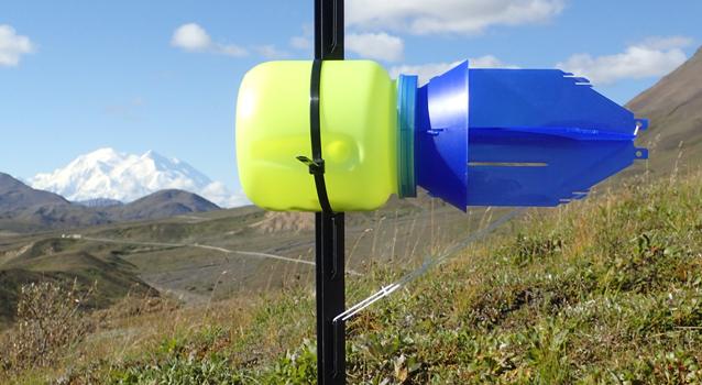 a blue vane arthropod trap sits on a hillside with Denali in the backgroup a blue vane arthropod trap sits on a hillside with Denali in the backgroup