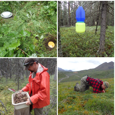 pitfall traps, a blue vane trap, a person looking through leaf litter, and a person hand searching