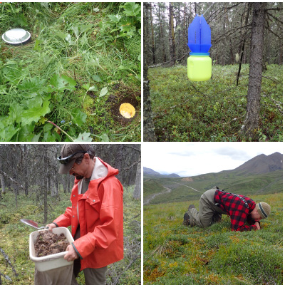 pitfall traps, a blue vane trap, a person looking through leaf litter, and a person hand searching pitfall traps, a blue vane trap, a person looking through leaf litter, and a person hand searching