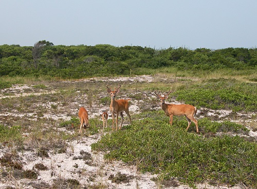 A group of deer stands in the swale.