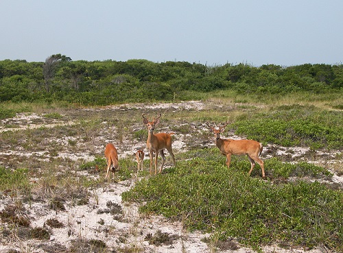 A group of deer stands in the swale. A group of deer stands in the swale.