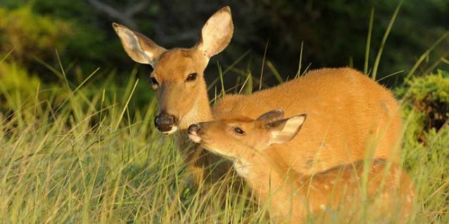 Doe and fawn stand in grass Doe and fawn stand in grass
