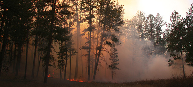 Burning on flat ground at Jewel Cave National Monument, South Dakota.