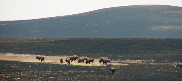 herd of bison herd of bison