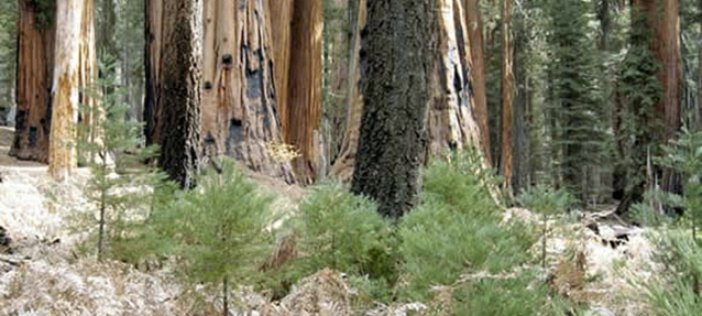 Sapling sequoias growing in the forest Sapling sequoias growing in the forest