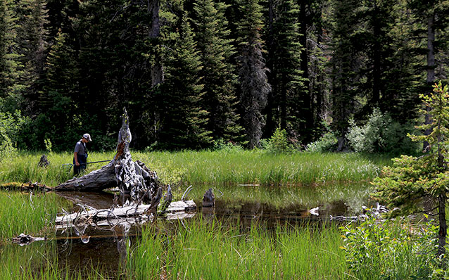 A student stands near a small wetlands looking at the ground for amphibians.