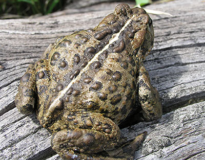 A boreal toad sits on a piece of wood.