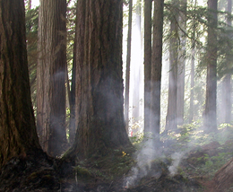 Old growth forest at Olympic National Park with a little smoke coming from the ground.