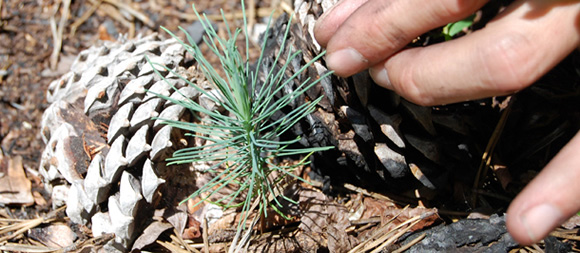 A new seedling sprouts after a fire