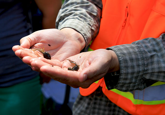 Close-up of hands holding two tadpoles.