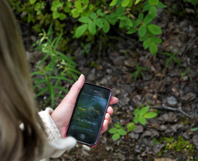 a person uses a cell phone app to identify flowers