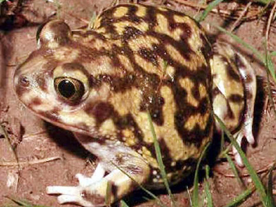 Side view of Couch's spadefoot toad Side view of Couch's spadefoot toad