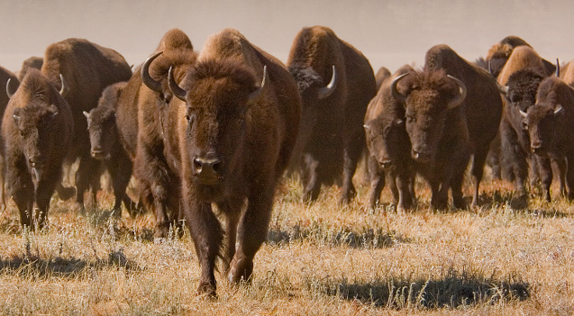 Bison herd approaching camera Bison herd approaching camera