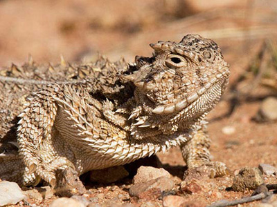 Portrait of a Texas horned lizard