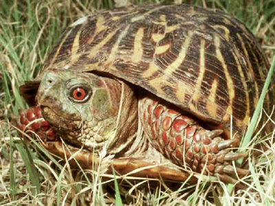 Portrait of an ornate box turtle in the grass