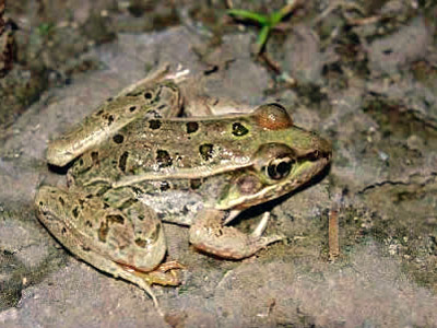 Flash photograph of a Rio Grande leopard frog