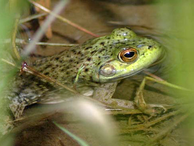 A half submerged bullfrog