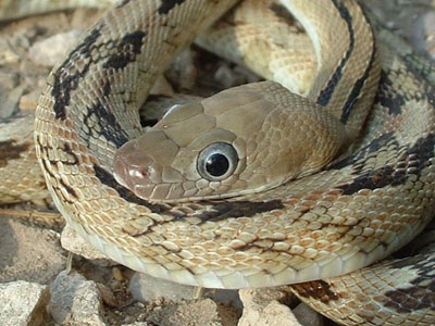 Close-up of Trans-Pecos ratsnake