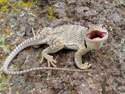 Eastern collared lizard facing the camera with its mouth open