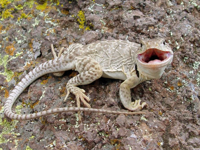 Eastern collared lizard facing the camera with its mouth open Eastern collared lizard facing the camera with its mouth open