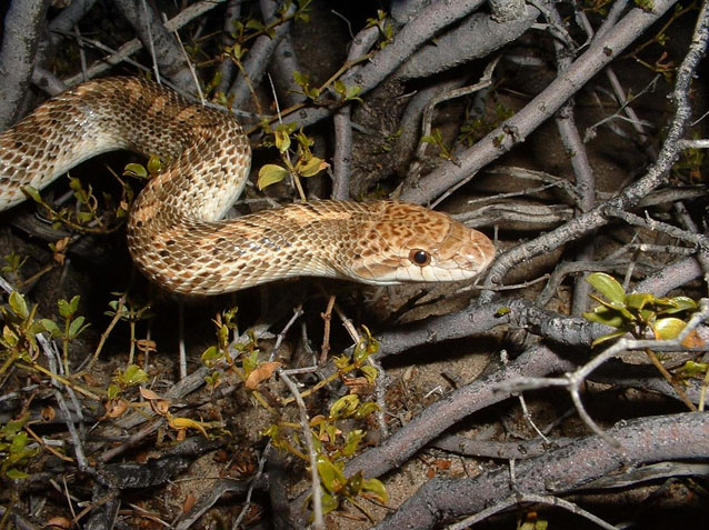 Front quarter of a painted desert glossy snake