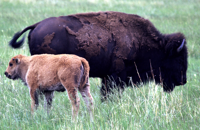 Bison calf and cow standing in grass