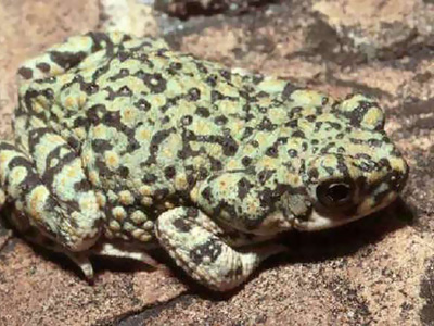 Western green toad on a reddish rock surface Western green toad on a reddish rock surface
