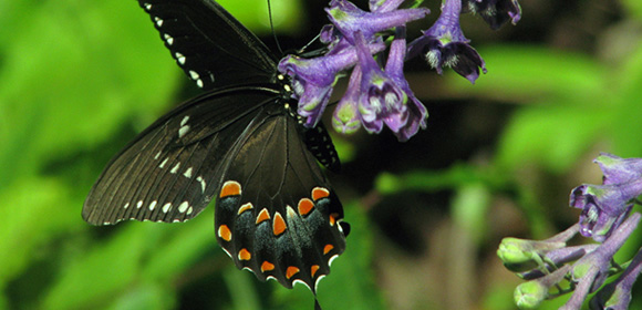 beautiful butterfly on a flower in the forest