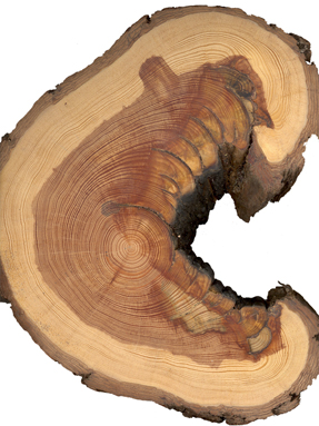 Cross-section of a tree showing rings and fire scars. 