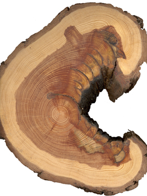 Cross-section of a tree showing rings and fire scars. Cross-section of a tree showing rings and fire scars.