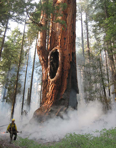 wildland fire at Sequoia National Park wildland fire at Sequoia National Park