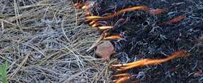 Creeping ground fire at Grand Canyon National Park, Arizona.