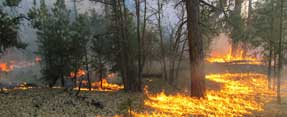 Surface fire at Grand Canyon National Park, Arizona. Surface fire at Grand Canyon National Park, Arizona.