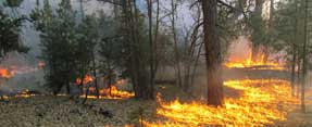 Surface fire at Grand Canyon National Park, Arizona.