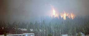 Crown fire at Yellowstone National Park, Wyoming.