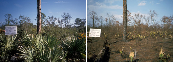 Pre-burn and post-burn photo points in the Bill’s Hill burn unit 