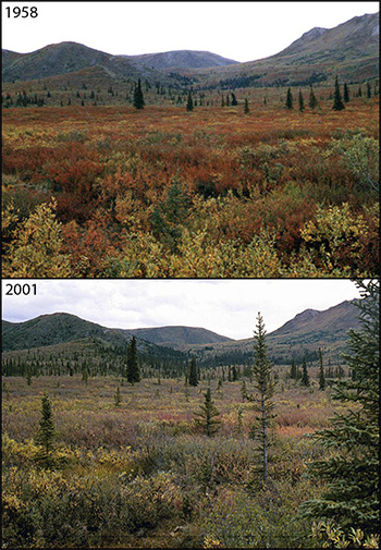 Comparing Denali images from 1958 to 2001 Comparing Denali images from 1958 to 2001
