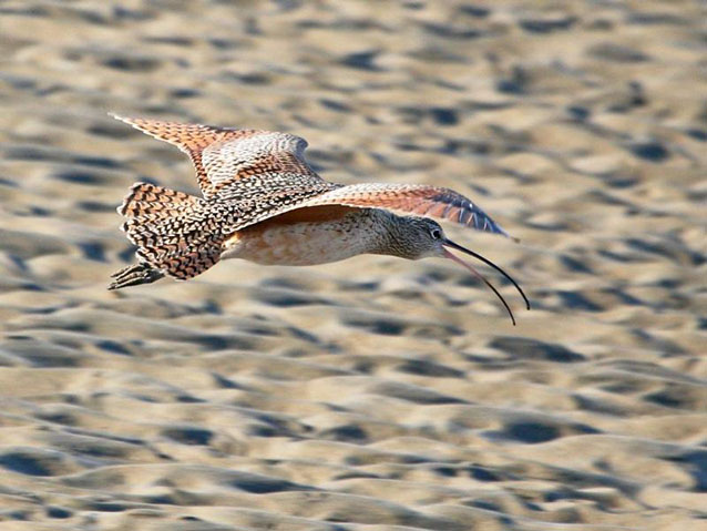 The long-billed curlew is a winter resident of the wetlands at the Presidio of San Francisco. The long-billed curlew is a winter resident of the wetlands at the Presidio of San Francisco.